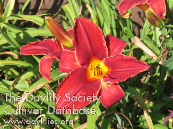 Daylily Hey There